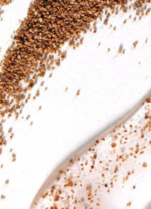 GlowScrub Abricot Bio – exfoliant naturel à base de noyaux d’abricots